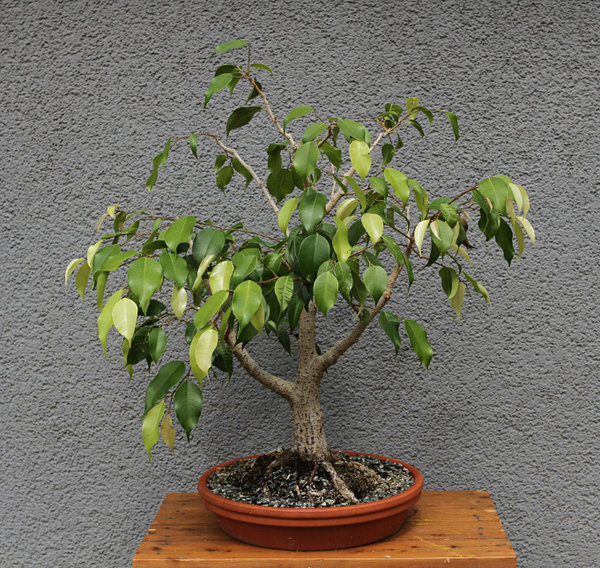 ficus-24_06_2018_t.jpg