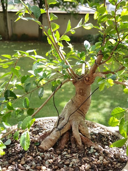 20180625_151421.jpg
