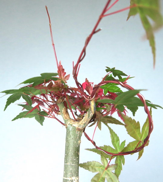 Palmatum-Looping