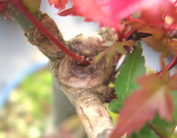 eine wichtige Knospe am neuen Mitteltrieb