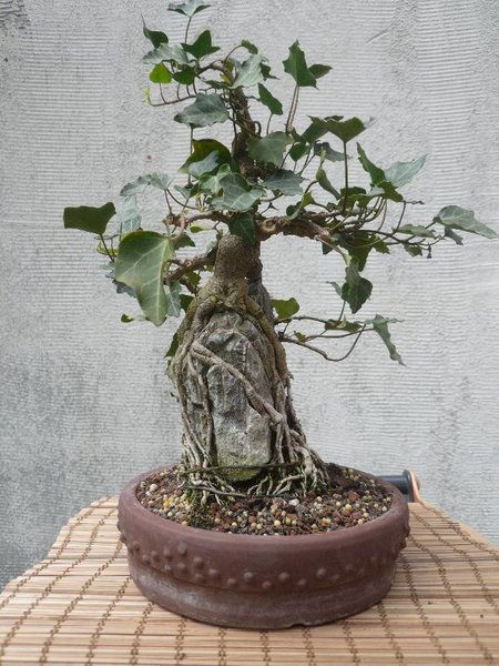 letzte Woche ... der Baum ist felsenfest verwurzelt - den kann ich am Stein incl. Schale hochheben