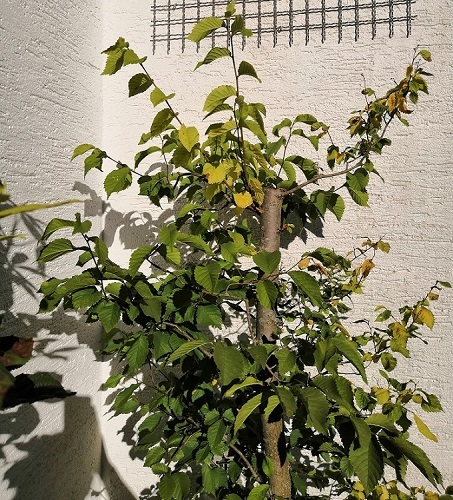 IMG_20180626_190905.jpg