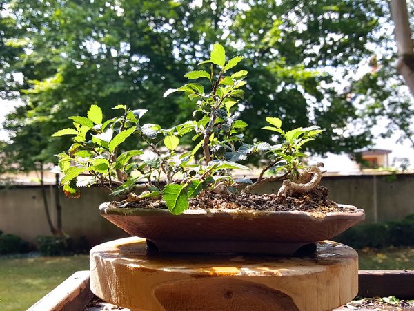 20180628_113918.jpg