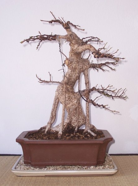 Ficus am 28.06.2018.jpg