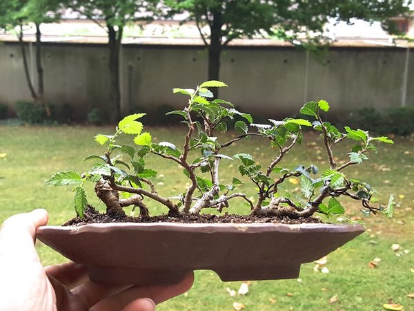 20180629_085227.jpg