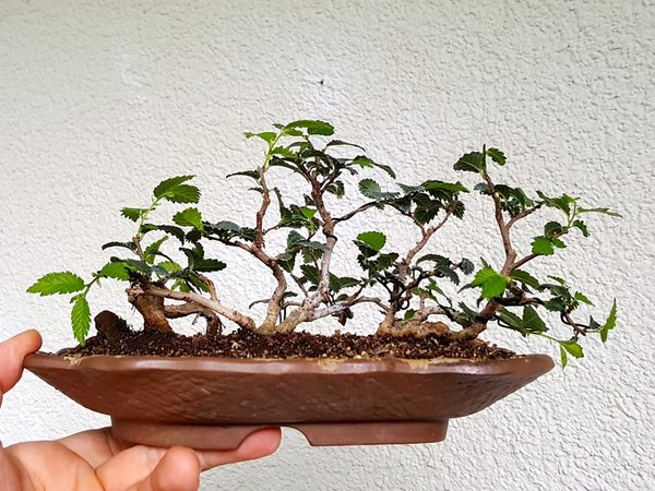 20180629_085334.jpg