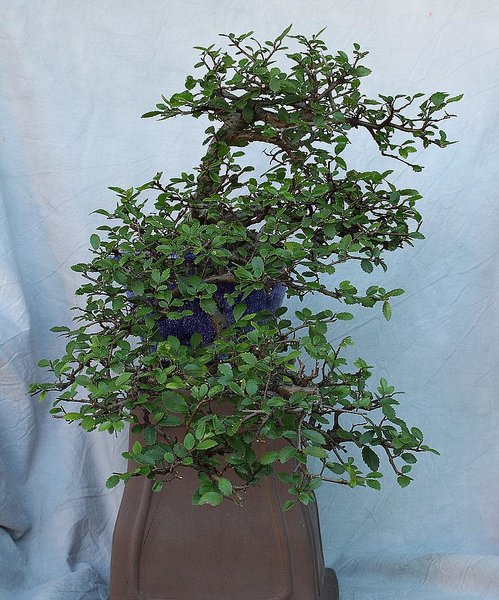 Ulmus Thaiwan 201806_003_e.jpg