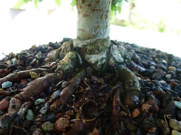 UlmeEnger1806 (2).JPG