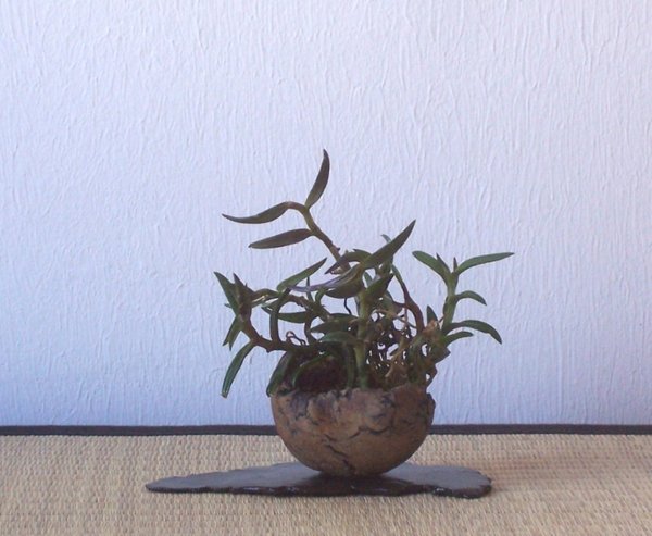 Neolehmannia porpax.jpg