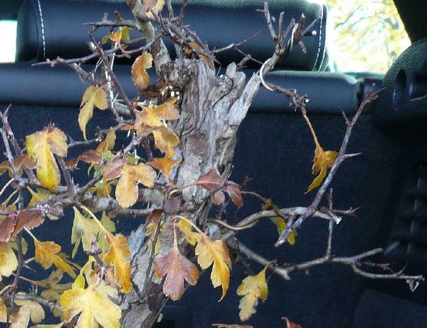 So hatte ich den Baum gekauft - oben Jins und Kalibersprung