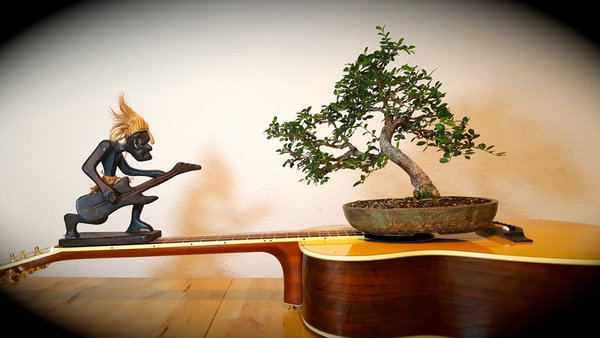 Schutzgeist mit Chinesischer Ulme auf einer YAMAHA Gitarre ;-)