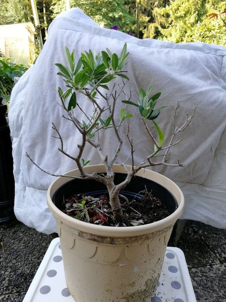 Olivenbaum