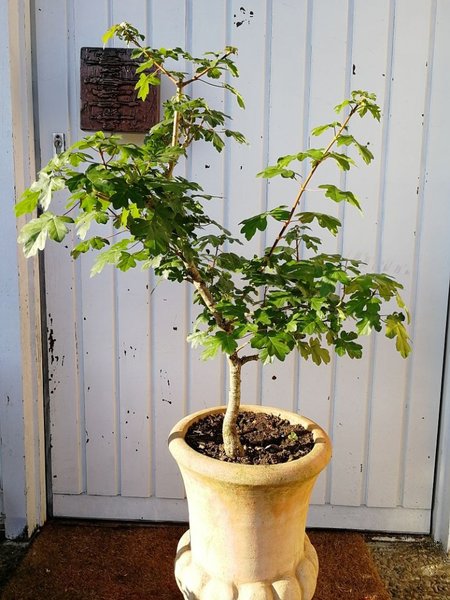 Dreispitzahorn