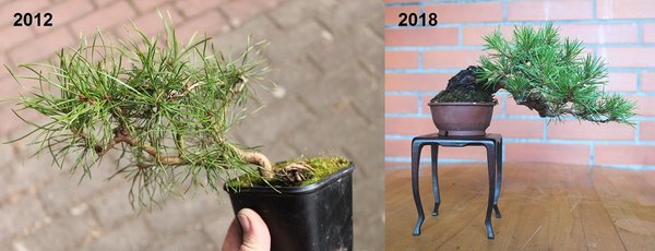 sylvestris 2012-2018 _.jpg