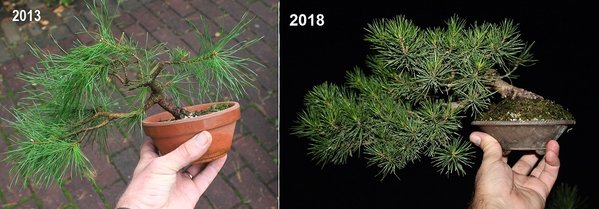 sylvestris 2013-2018.jpg