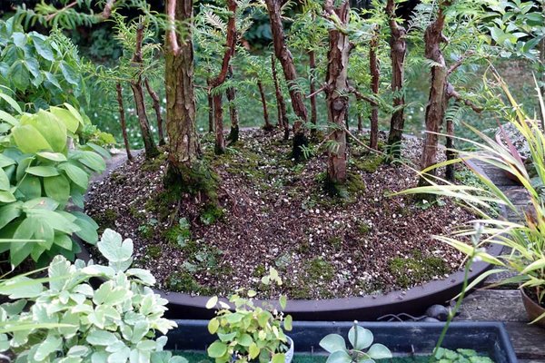 der zuvor fast geschlossen bemooste Wald ist nahezu abgeräumt (Lebermoos wird verschont)