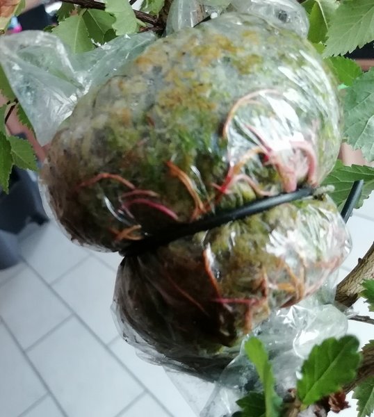 Pinky 10-07-2018 Abmoosung 3.jpg