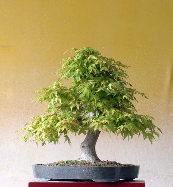 Palmatum#020718A.jpg