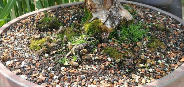 IMG_20180713_154336[1].jpg