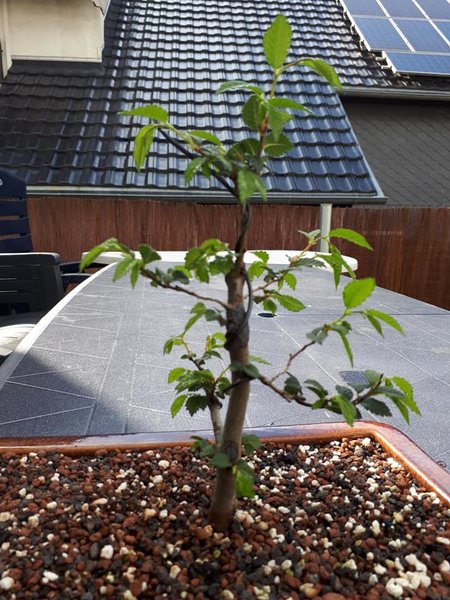 Sommer 2018 Nr. 40