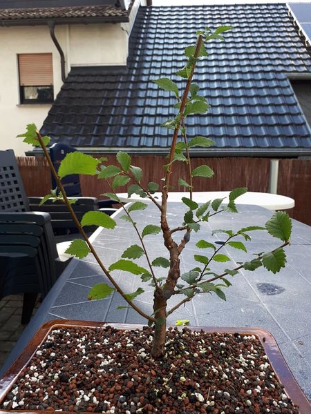 Sommer 2018 Nr. 39