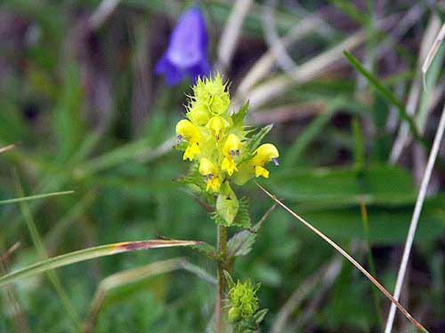 Blume-4.jpg