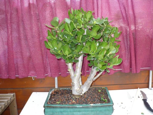 Crassula.JPG