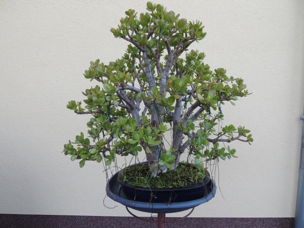Crassula (1).JPG