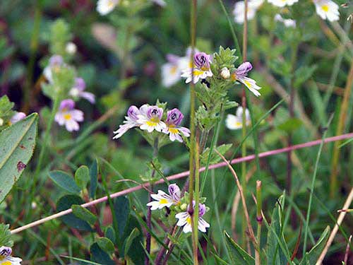 Blume-3.jpg