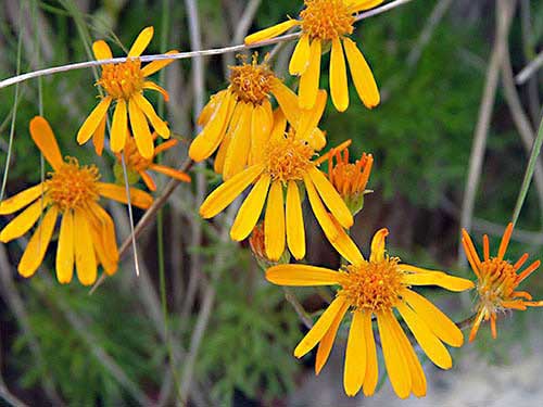 Blume-5.jpg