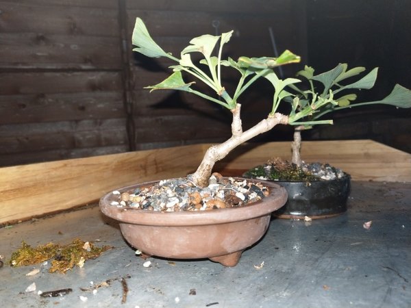 ginkgo 2.jpg