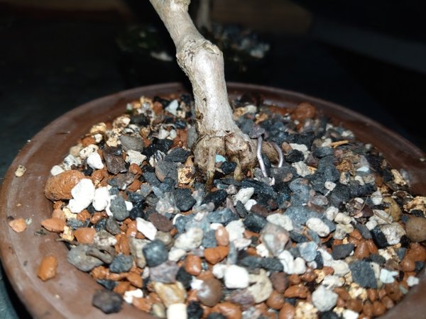 ginkgo1.jpg