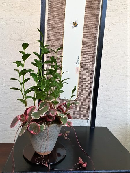 Salomonsiegel + Saxifraga Tricolor - Schale von Sven - Grünton