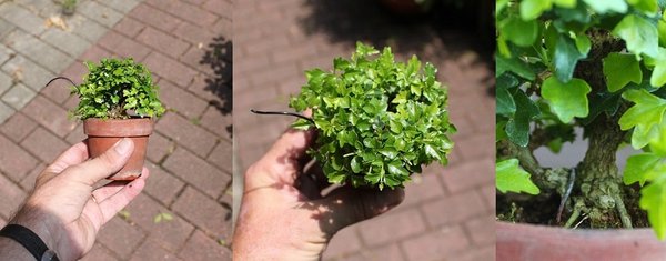 premna2018.jpg