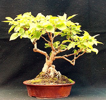 100 bonsai 003-1.jpg