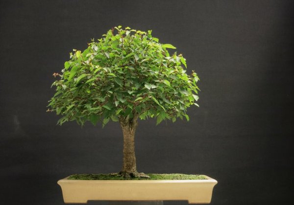 Zelkova Serrata 18.7.2018.JPG