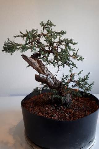 20180718_200908_resize_20180718_204158.jpg