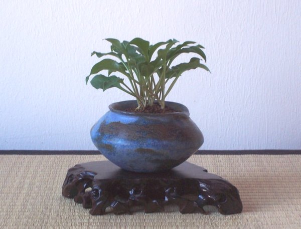 Hosta.jpg