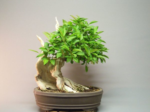 DSCN7913.jpg