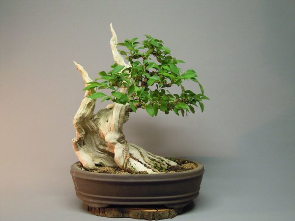 DSCN7915.jpg