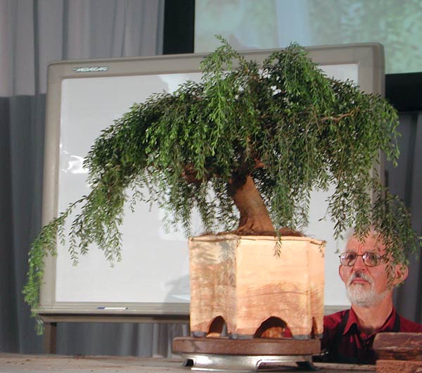 der letzte Blick auf die Gestaltung. Der Baum wurde gleich in die selbstgefertigte Schale gesetzt. Das kann man mit australischen Arten machen, mit europäischen eher nicht.