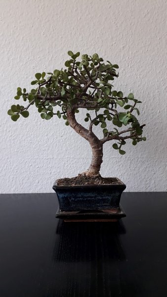 von vorn