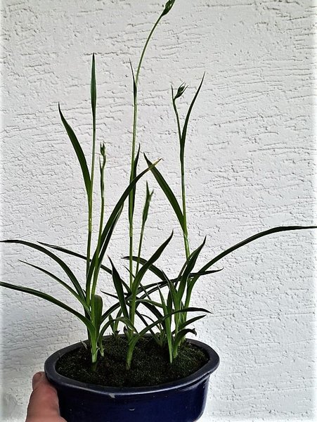 Reiherblume