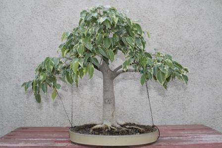 pan.Ficus 2011kompr..jpg