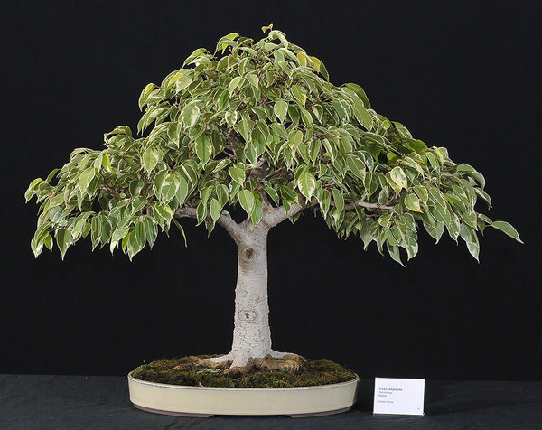 47-Ficus-benjamina,-Georg.jpg