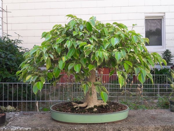 pan.Ficus 7-2018 kompr..jpg