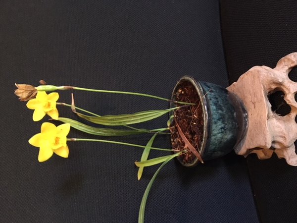 Spathoglottis ixioides 11.JPG