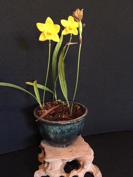 Spathoglottis ixioides 11.JPG