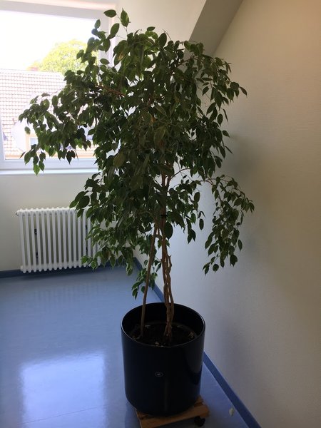 Hier ein Ficus der ungepflegt dahin wächst. Daraus könnte man bestimmt auch was schönes basteln...