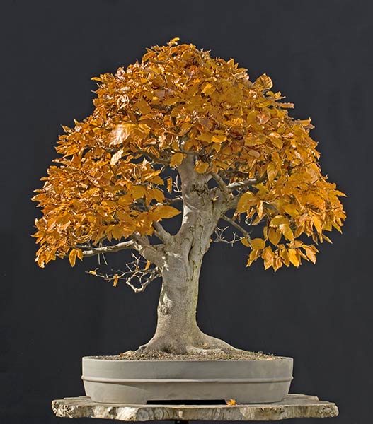 2010-10-PSC_1034ofv.jpg